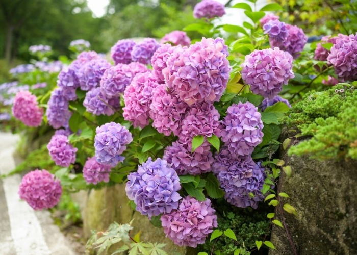 고성그레이스정원-수국