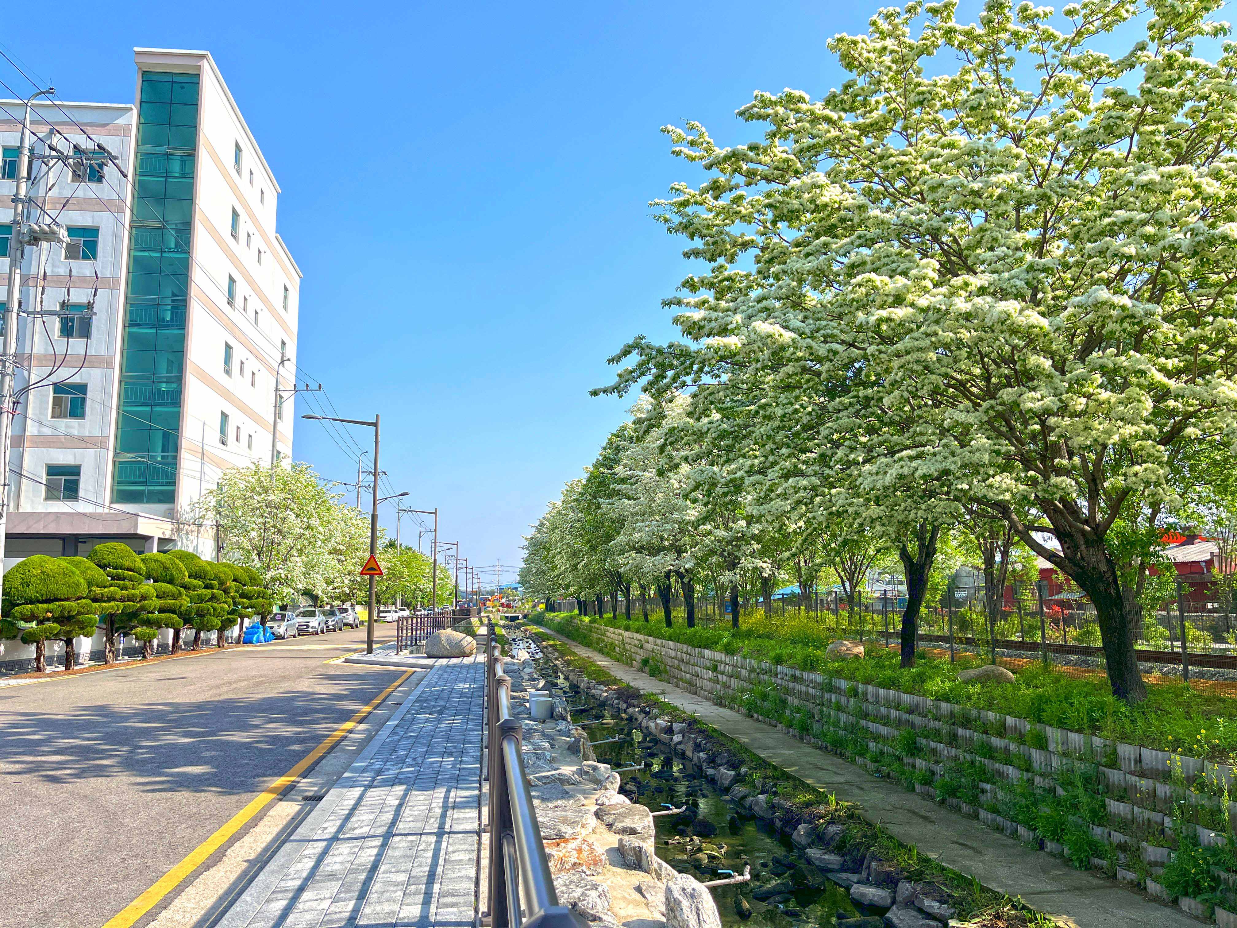 전주 팔복동 이팝나무 철길
