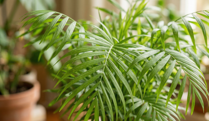 공기 정화에 좋은 테이블야자 잎 상세 사진