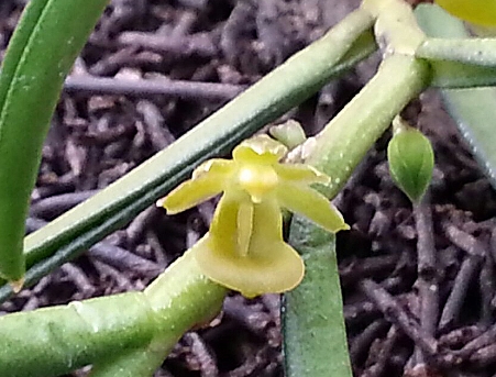 파비플로라 효능 부작용