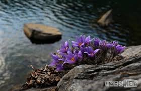 제 18회 동강 할미꽃 축제 기본 일정과 프로그램 소개