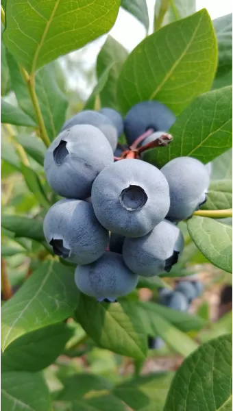 블루베리 효능 먹는법 하루 섭취량 쥬스_17