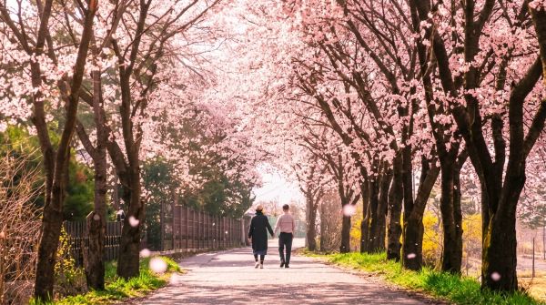 원주천을 따라 벚꽃이 만개한 영서고등학교 벚꽃길(출처: 원주시청)