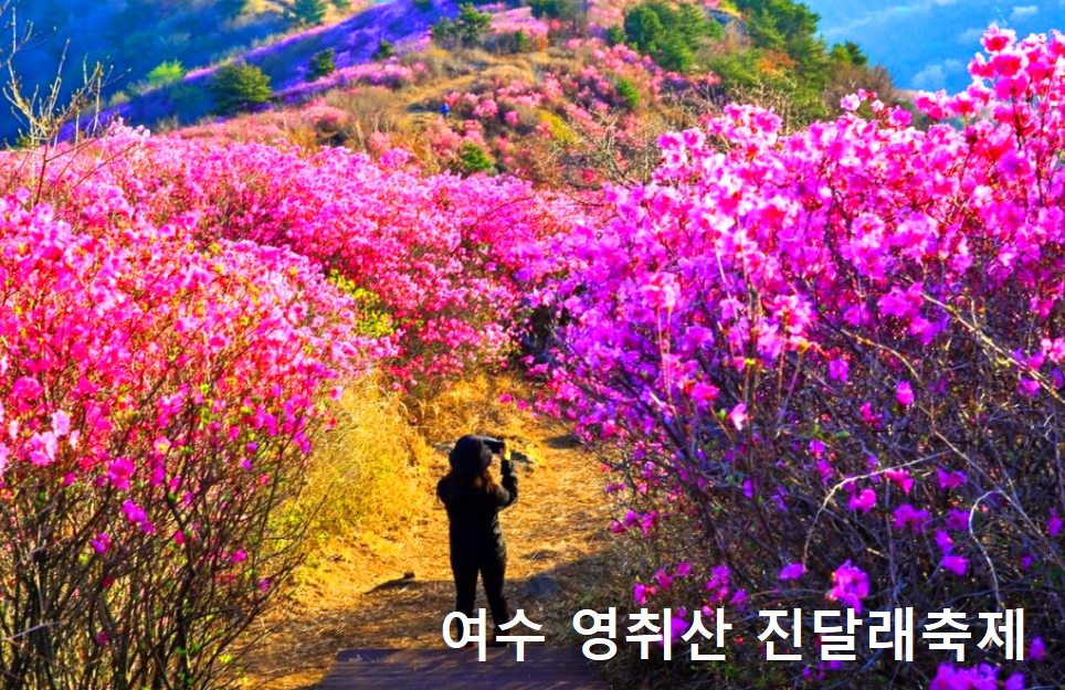 여수 영취산 진달래축제