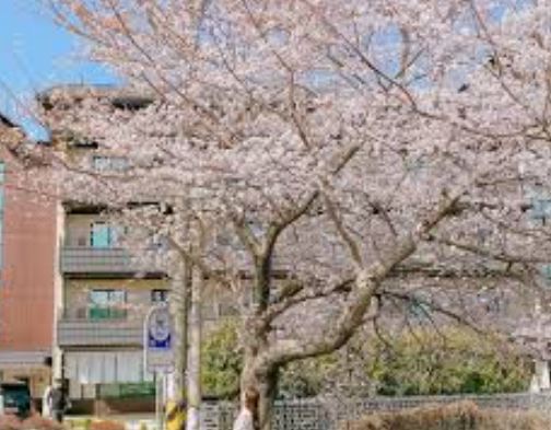 통영 벚꽃 명소