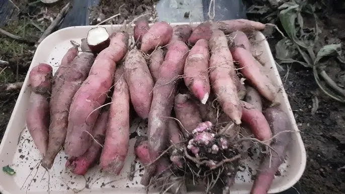 야콘 재배 덩이 비대 관리 토양 갈기 저장 요령_1