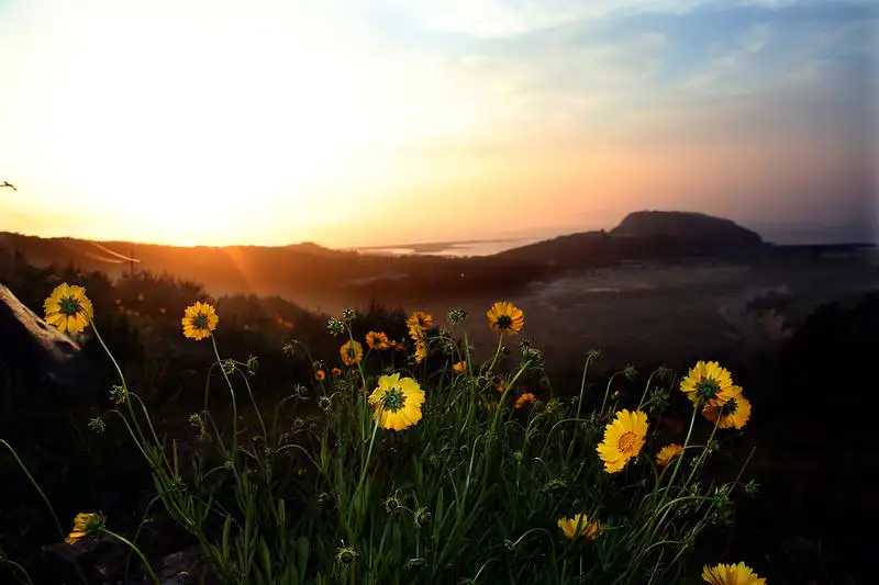 대청도 옥죽도 해변 꽃