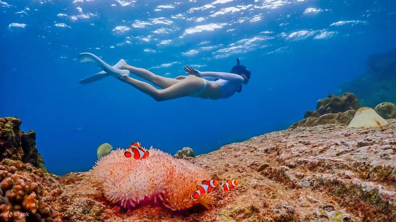 파타야 니모섬 투어 드론 사진 촬영 &amp; 점심 식사 포함 방콕 출발 태국