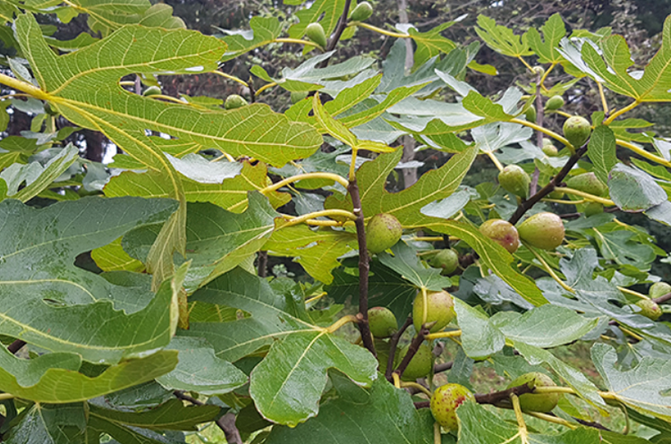 태안 안면도 수목원