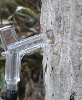 고로쇠물 효능 먹는 방법 보관 방법 총정리!