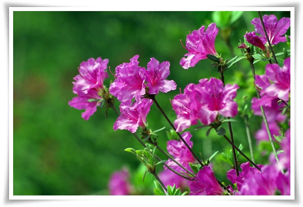 "철쭉" 봄을 수놓는 붉은 유혹, 당신이 몰랐던 화려한 비밀의 꽃!