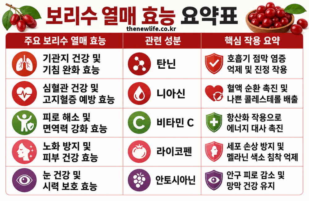 보리수 열매 효능 요약표