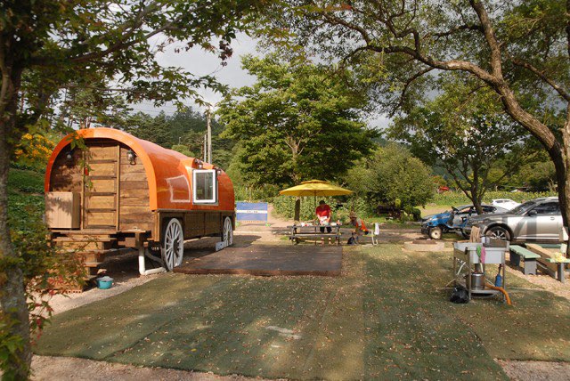 태백 해바라기축제