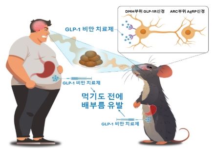 GLP-1 다이어트란 작용 기전