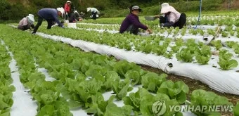 로메인 재배 재식 거리 통풍 확보 병해 줄이기_33