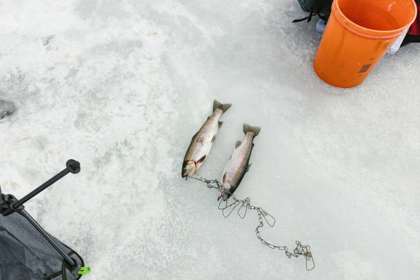 양평 빙송어축제 기간