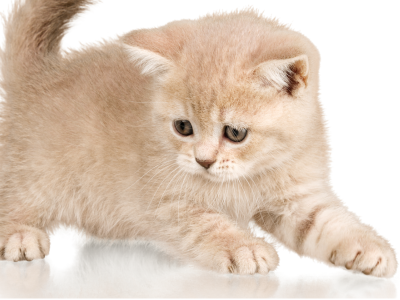 고양이가 다치는 꿈 해몽 의미 꿈풀이