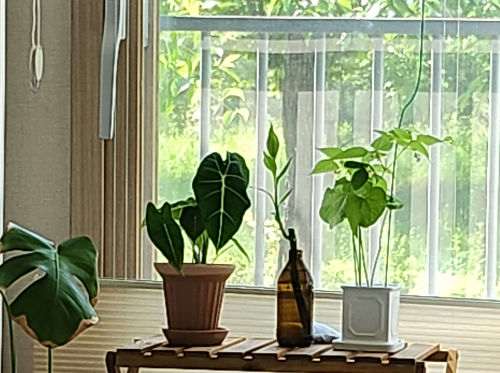 반려식물