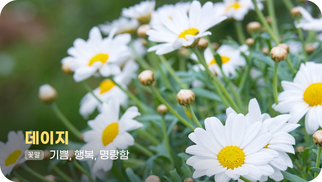 #데이지 #꽃말 #기쁨 #행복 #명랑함