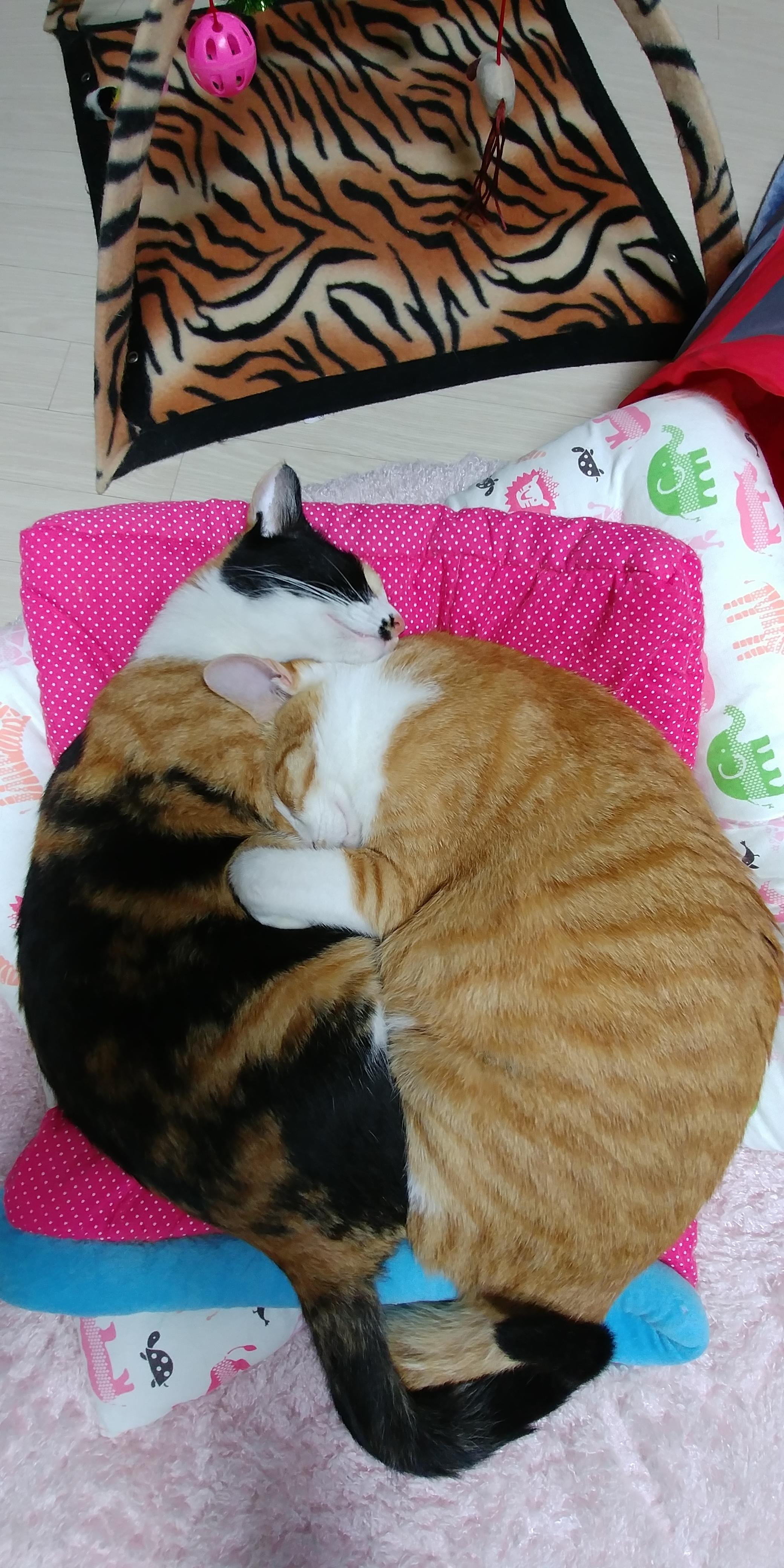 사이좋은 고양이들. 우리집 1호, 2호 공식 커플.