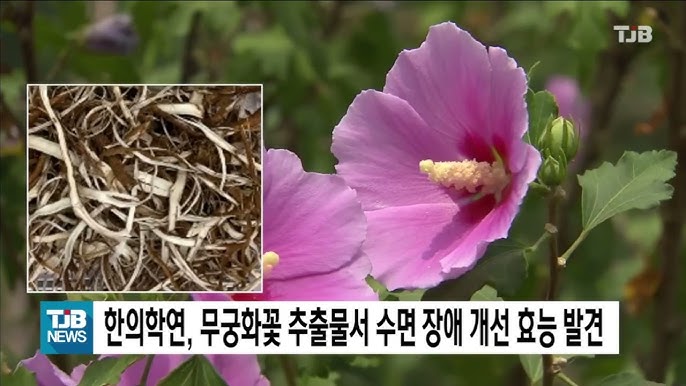 한의학연, 무궁화꽃 추출물서 수면 장애 개선 효능 발견｜ TJB 대전·세종·충남뉴스