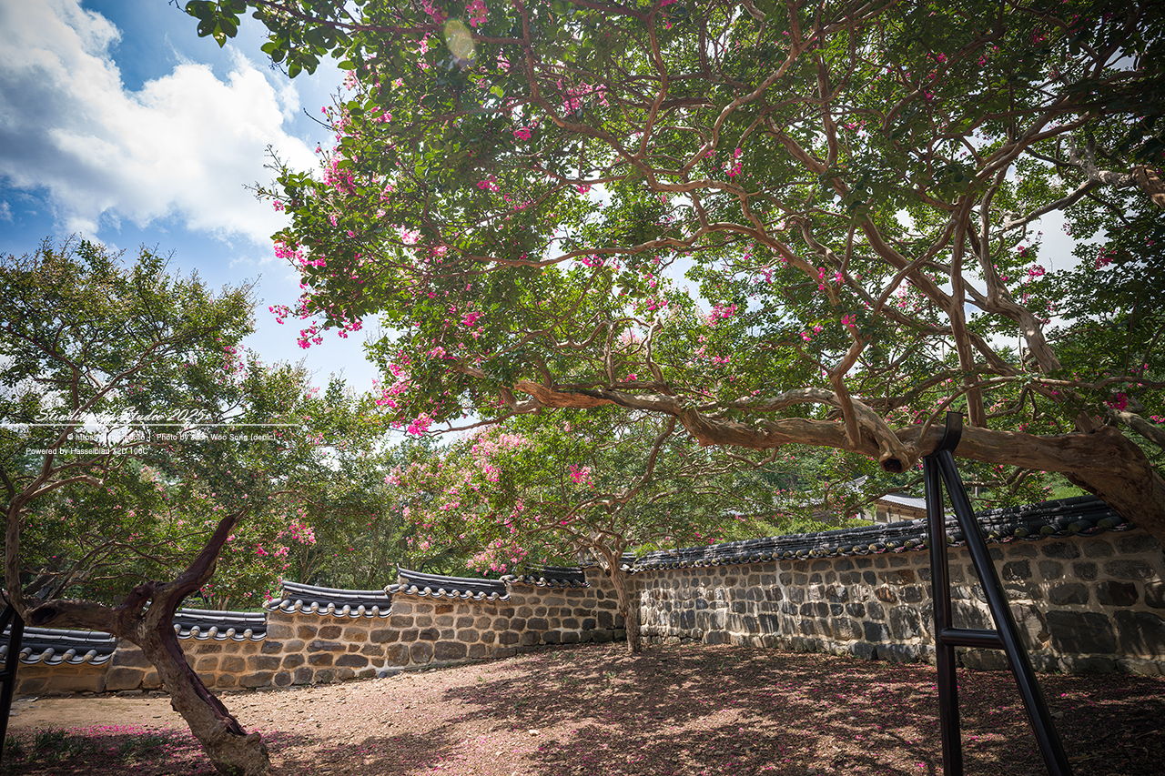 #논산 #종학당 #파평윤씨 #배롱꽃