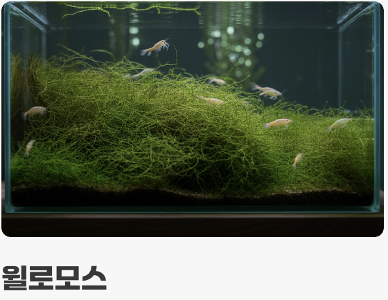 초보자를 위한 최고의 &amp;#39;국민 음성수초&amp;#39; 3가지