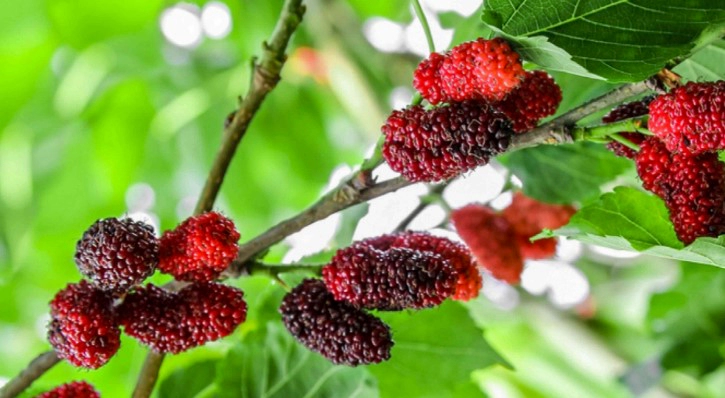 오디의효능 8가지