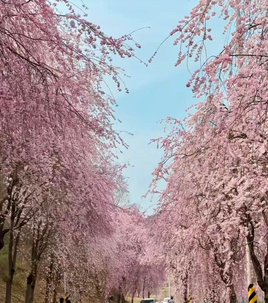 서울 벚꽃 지금 안 보면 끝🌸 2026 여의도·석촌호수 개화시기 총정리 관련사진