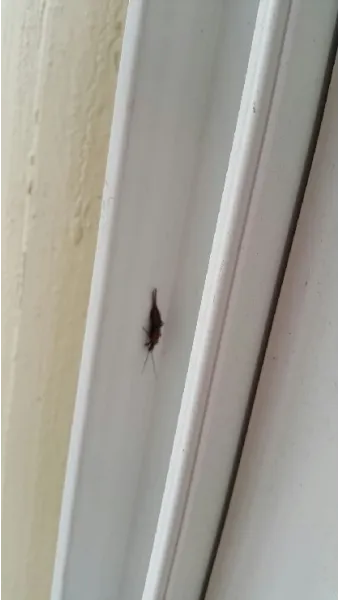 베란다 벌레 완벽 차단 방법과 여름철 실내 해충 예방 꿀팁_4