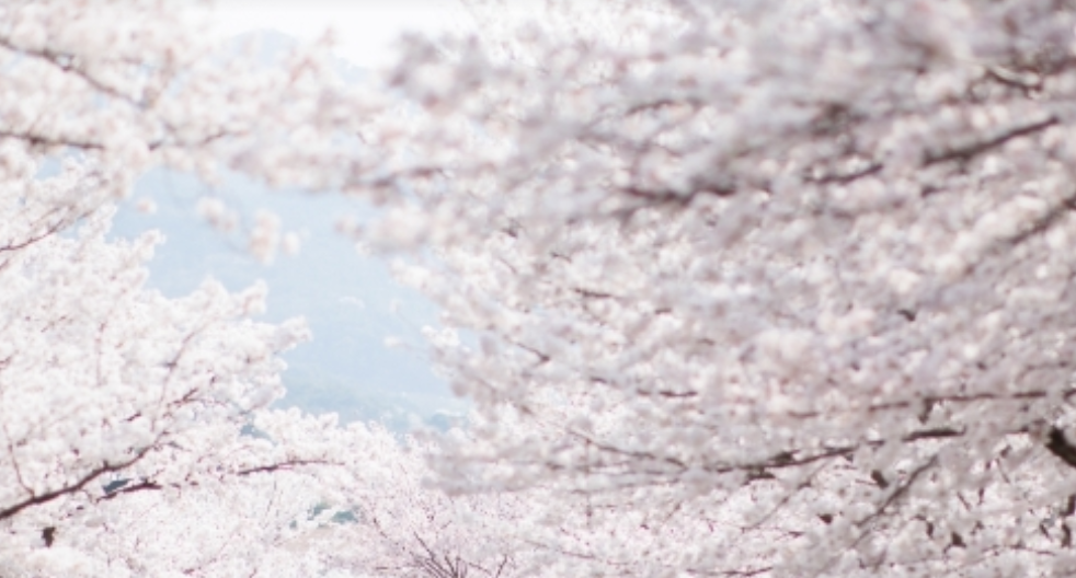 2024 벚꽃 개화시기 및 전국 벚꽃 명소 알아보기