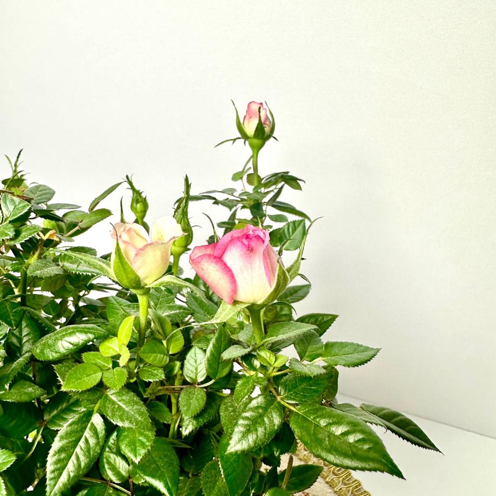 미니장미 키우기 물주는 방법