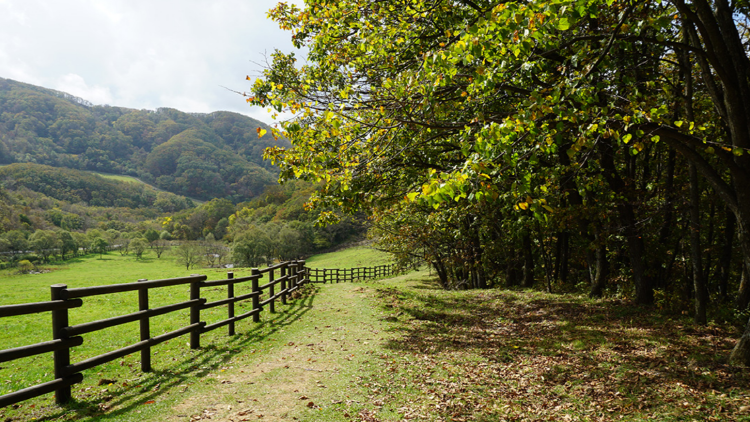 대관령 하늘목장