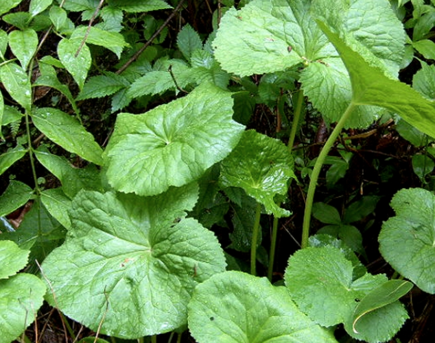 곰취를 고를 때