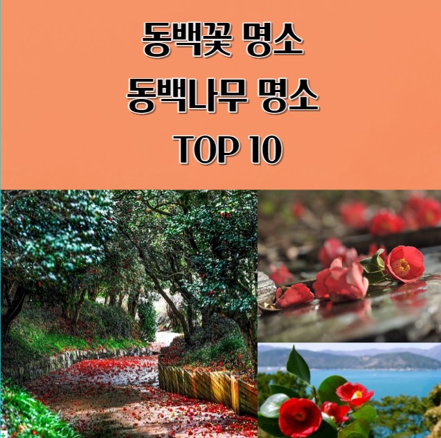 동백꽃 명소 동백나무 명소 TOP 10