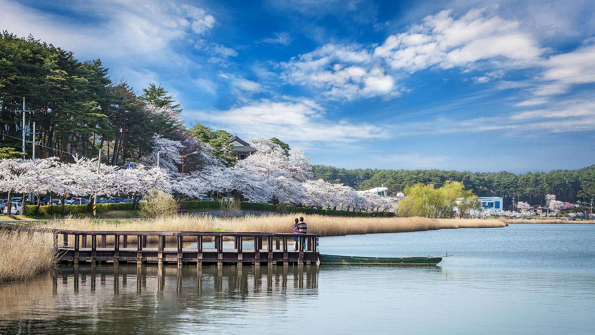 경포호 벚꽃길