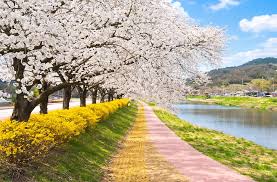  벚꽃길 관련 사진