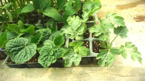 수박재배-모종심기-심는시기-정식시기-수확시기-씨앗-파종시기