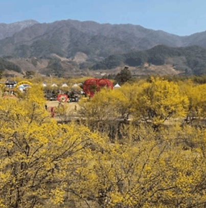구례 산수유 축제 일정, 주차, 주변 여행지 안내