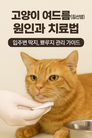 고양이 여드름(침선염) 원인과 치료법 총정리 : 입주변 딱지? 이렇게 관리하세요!