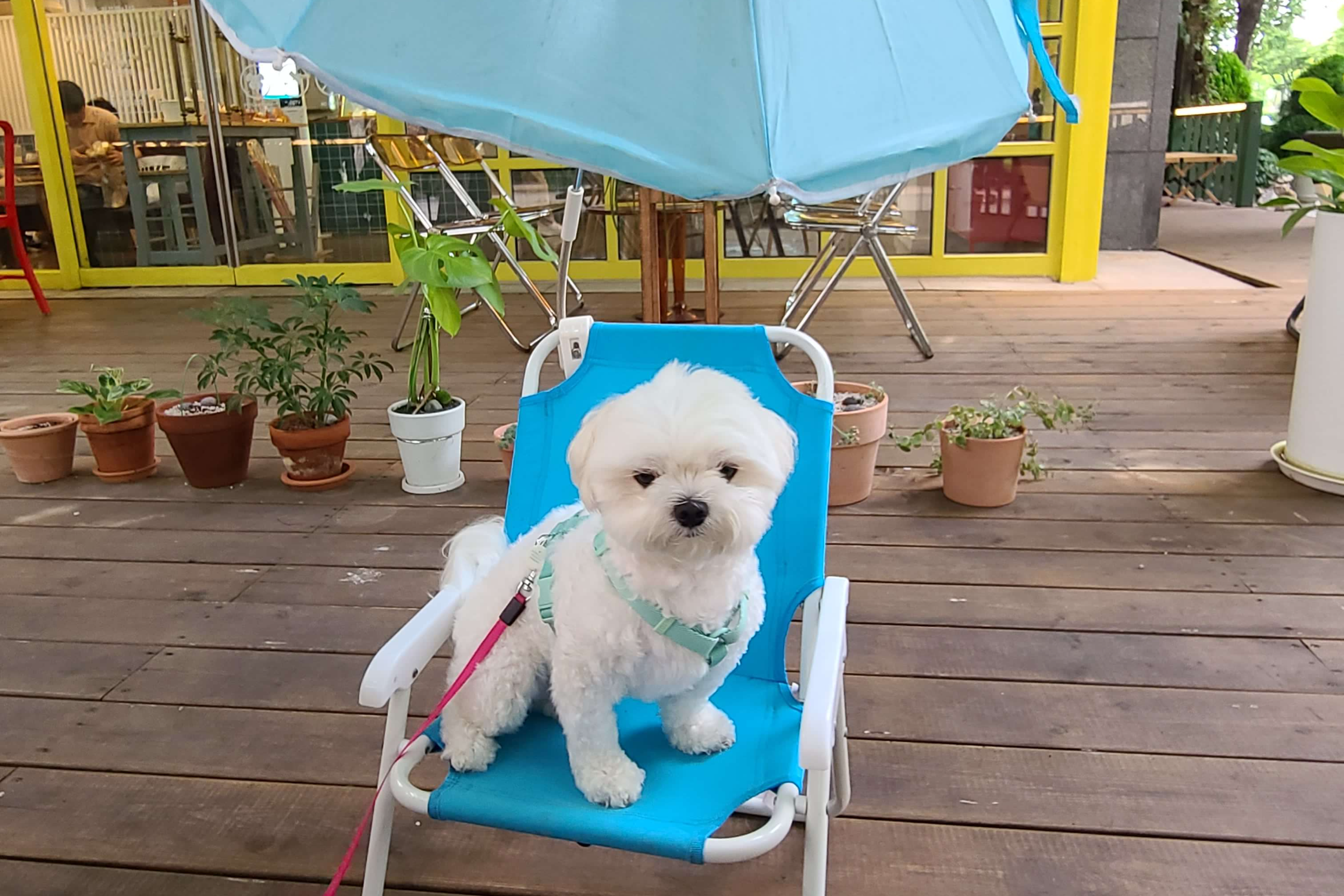 수원 애견동반카페