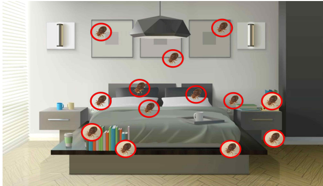 빈대 확인의 개념