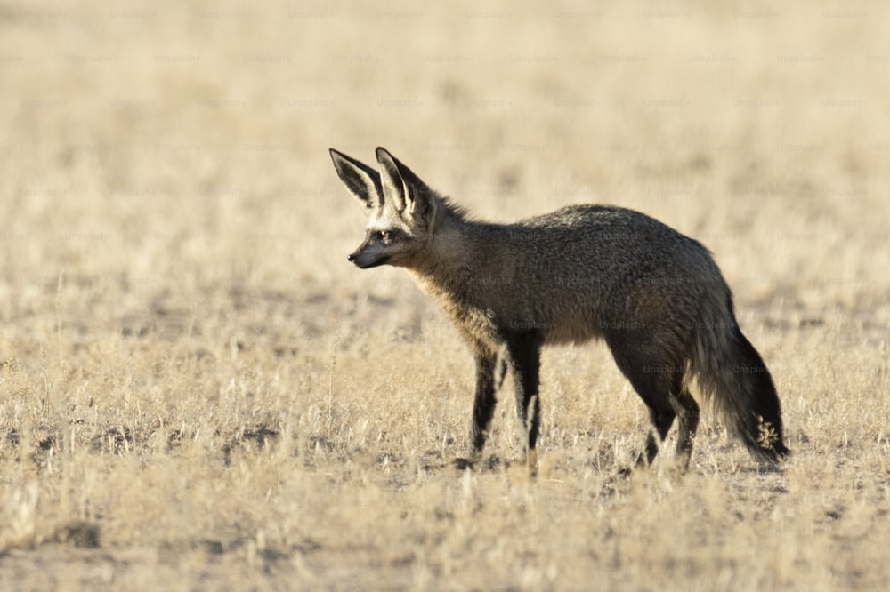 사막여우 관련 이미지