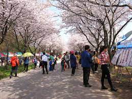  제6회 개암동 벚꽃축제란?