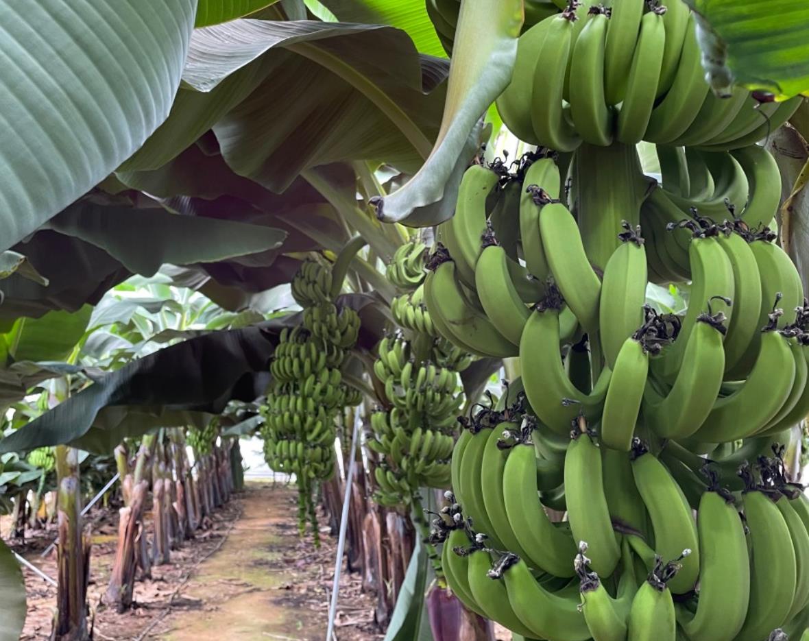 생방송오늘아침 바나나 열대작물 농원의 바나나