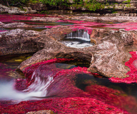 카노 크리스탈레스 강 관련 사진