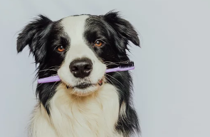 강아지사진/출처:어도비스톡