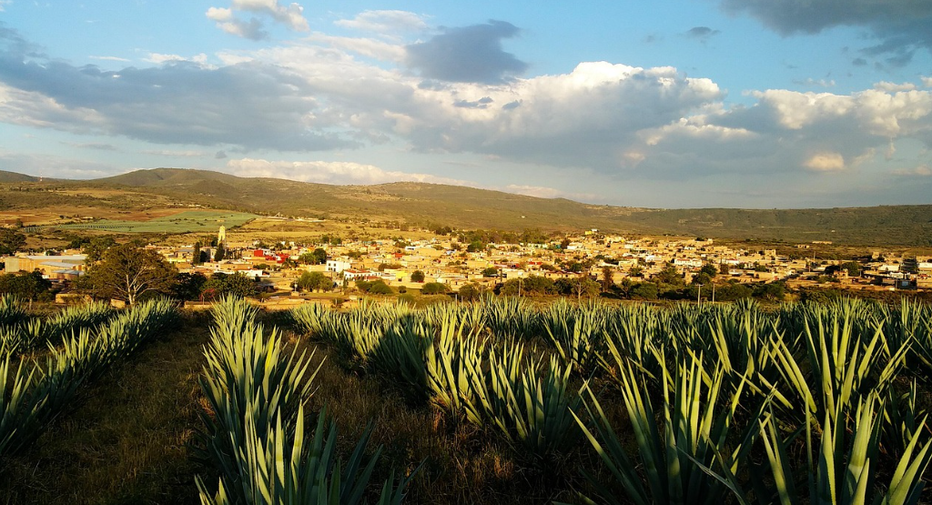 멕시코, 용설란, 테킬라 이미지