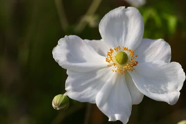 2025 장성 황룡강 가을꽃축제|전남 대표 가을꽃 명소 총정리