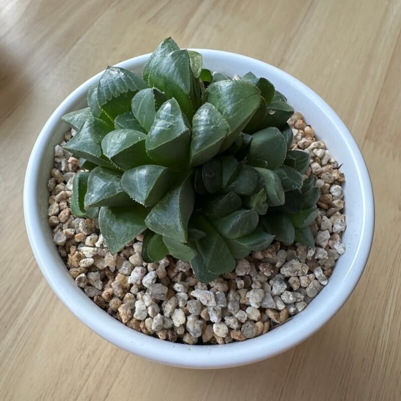 키우기 쉬운 다육식물 초보자 하월시아 수